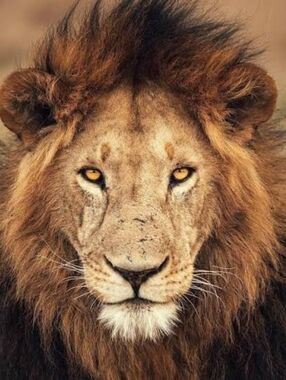 Custom Fridge Magnet Lion Home Kitchen Office Decor